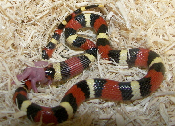 a close up of a red, black and white snake