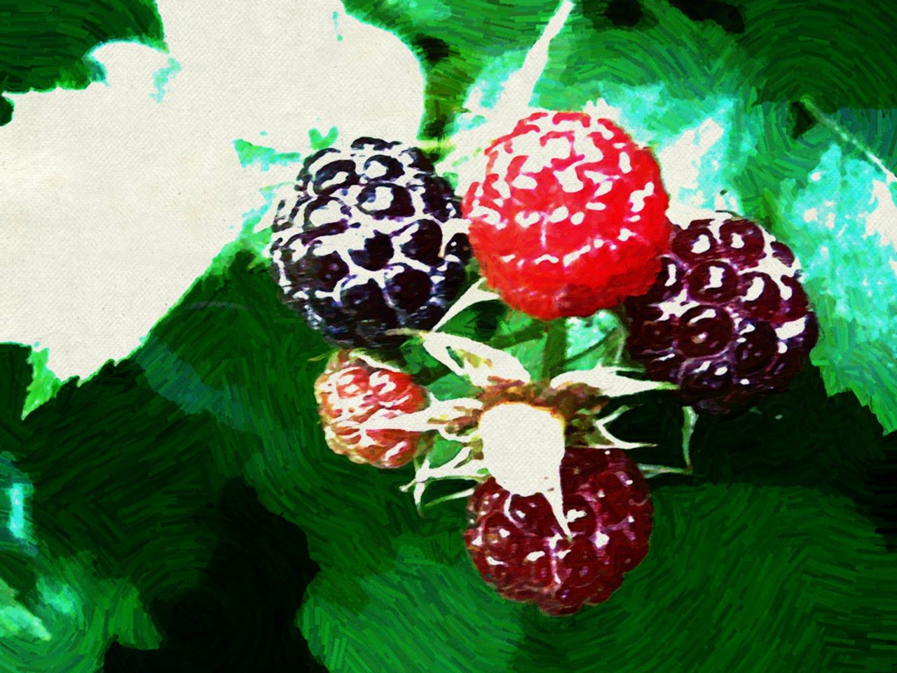 four raspberries sitting on top of green leaves