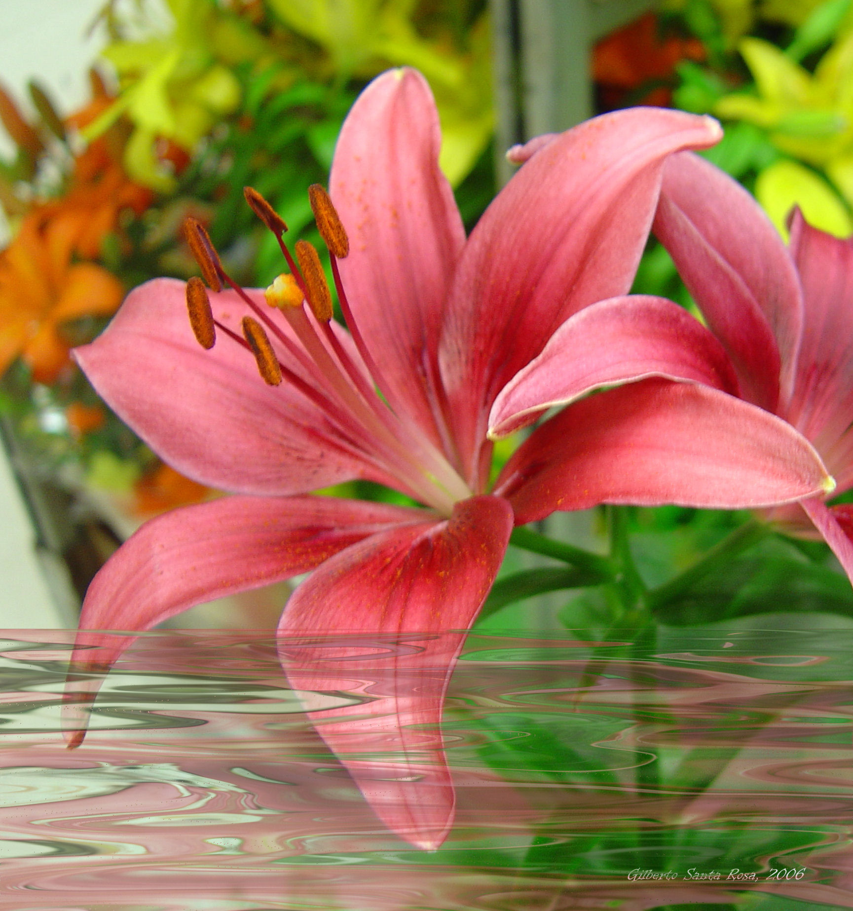 a large pink flower on a water filled surface