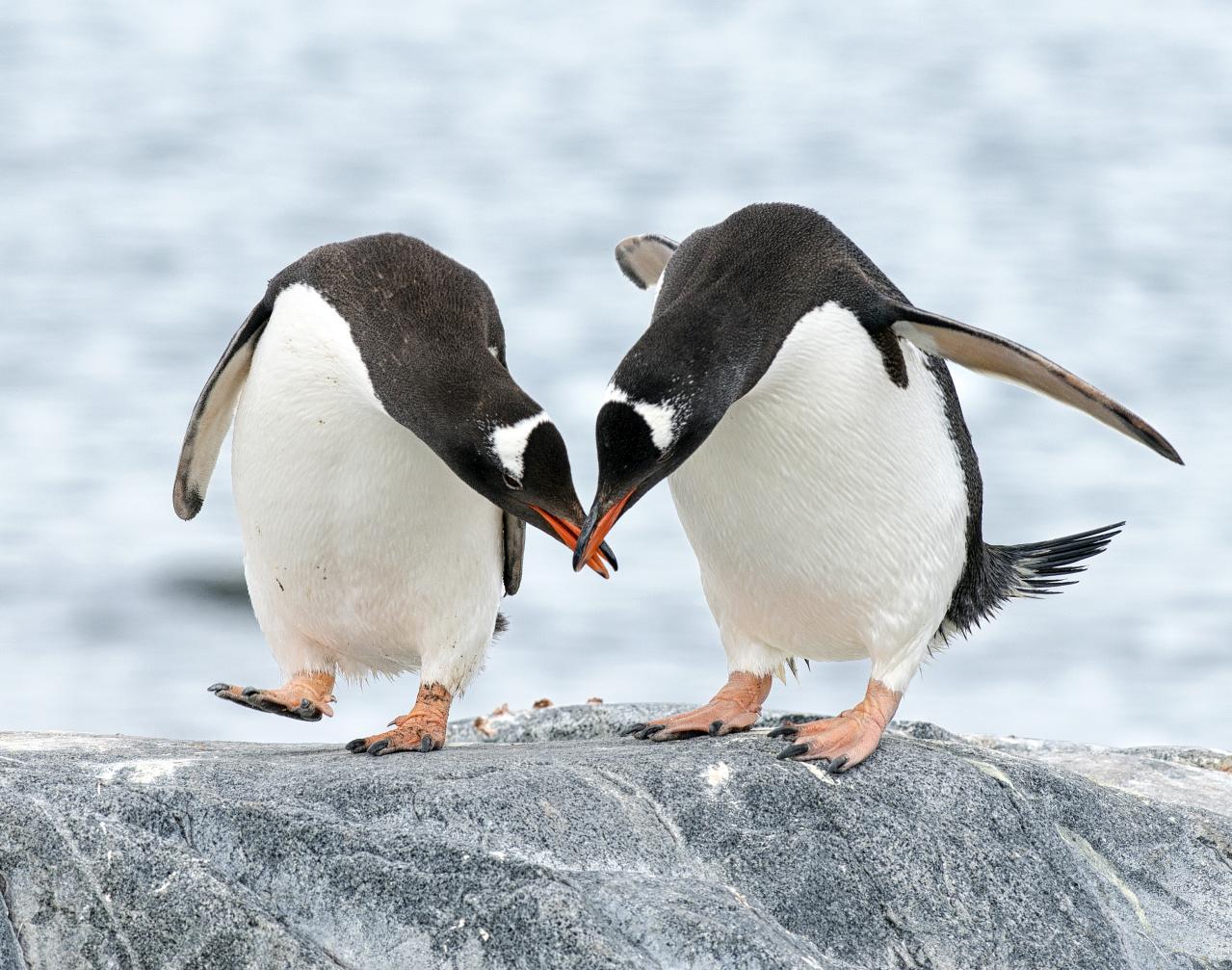 two penguins standing on a rock with one touching the other's lips