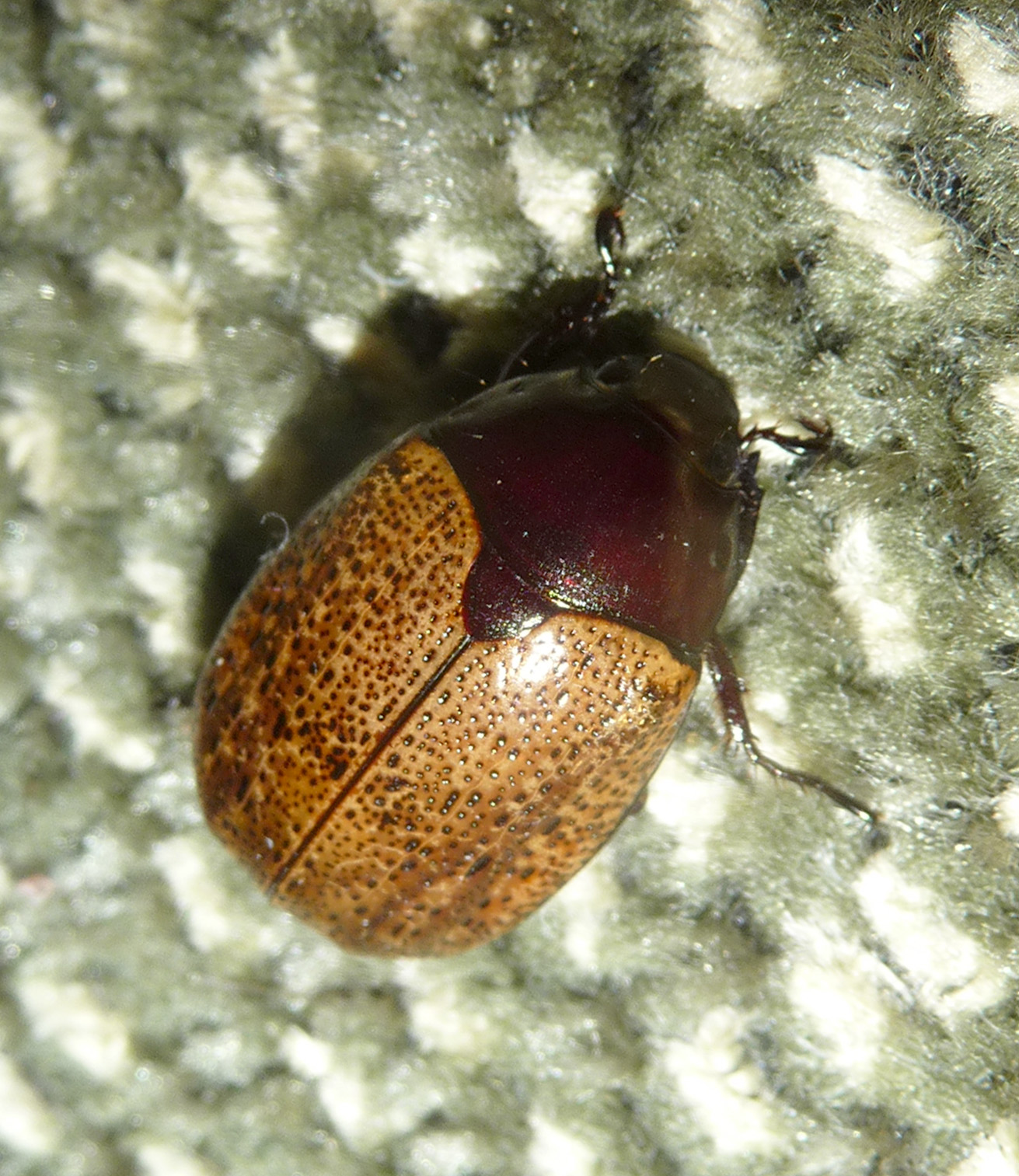 a close up view of a bug sitting on the ground