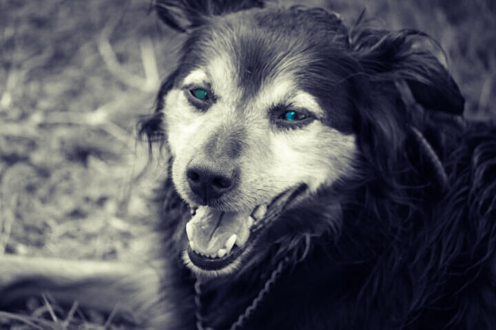 a dog with blue eyes looking at the camera