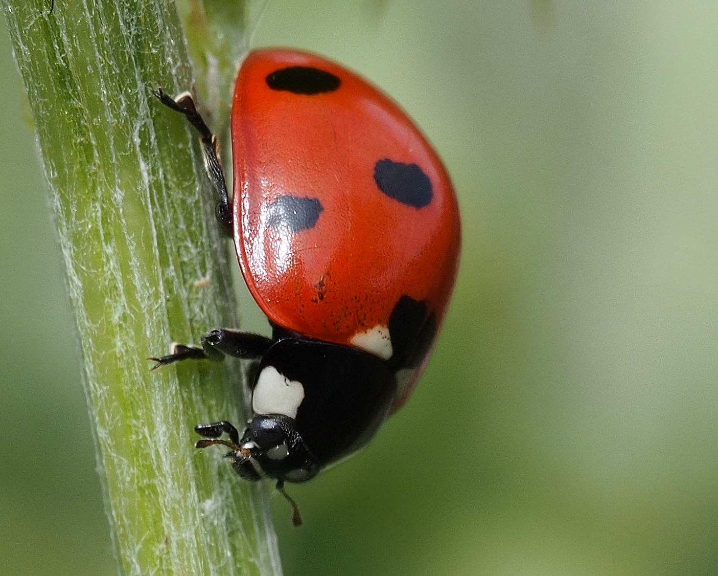 the lady bug is very bright and red
