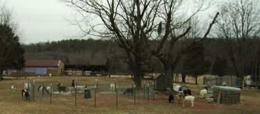 horses and riders in a large fenced yard