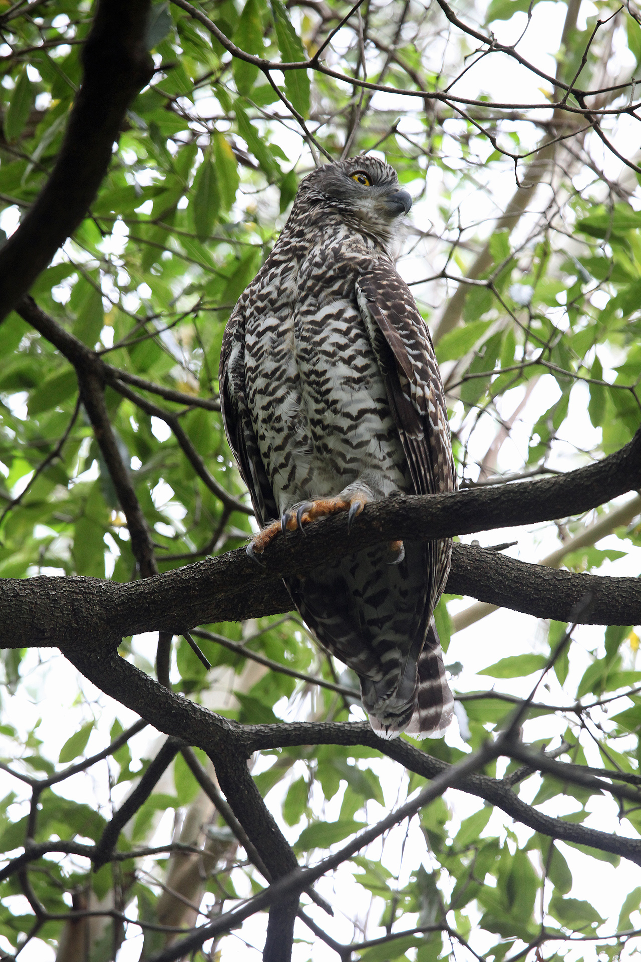 an owl sitting on top of a tree nch