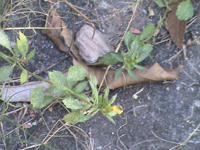 there are a few leaves scattered near the sidewalk