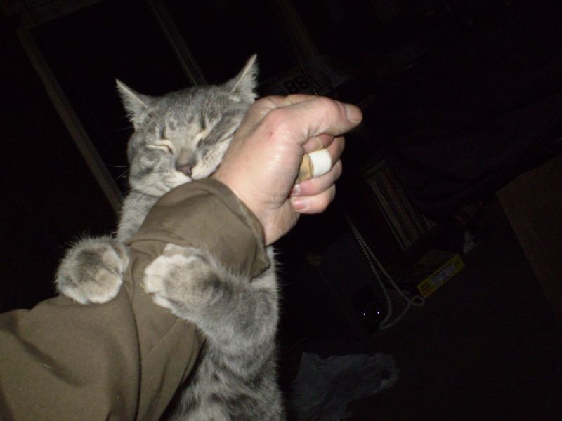 a person holding a grey tabby cat in their hands