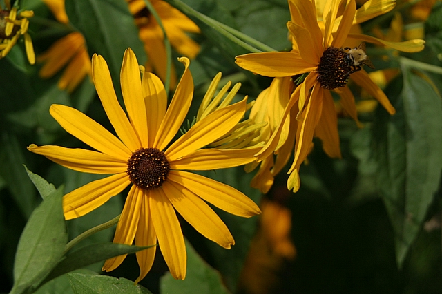 some yellow daisies sitting in the middle of the leaves