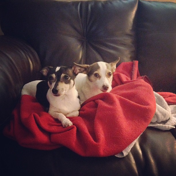 two small dogs that are sitting on a sofa