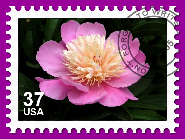 stamp with a pink flower on it