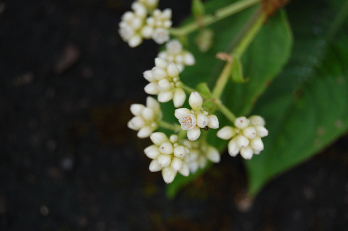 small white flowers with green leaves around them