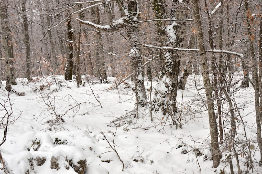 a very snowy forest with lots of thin trees