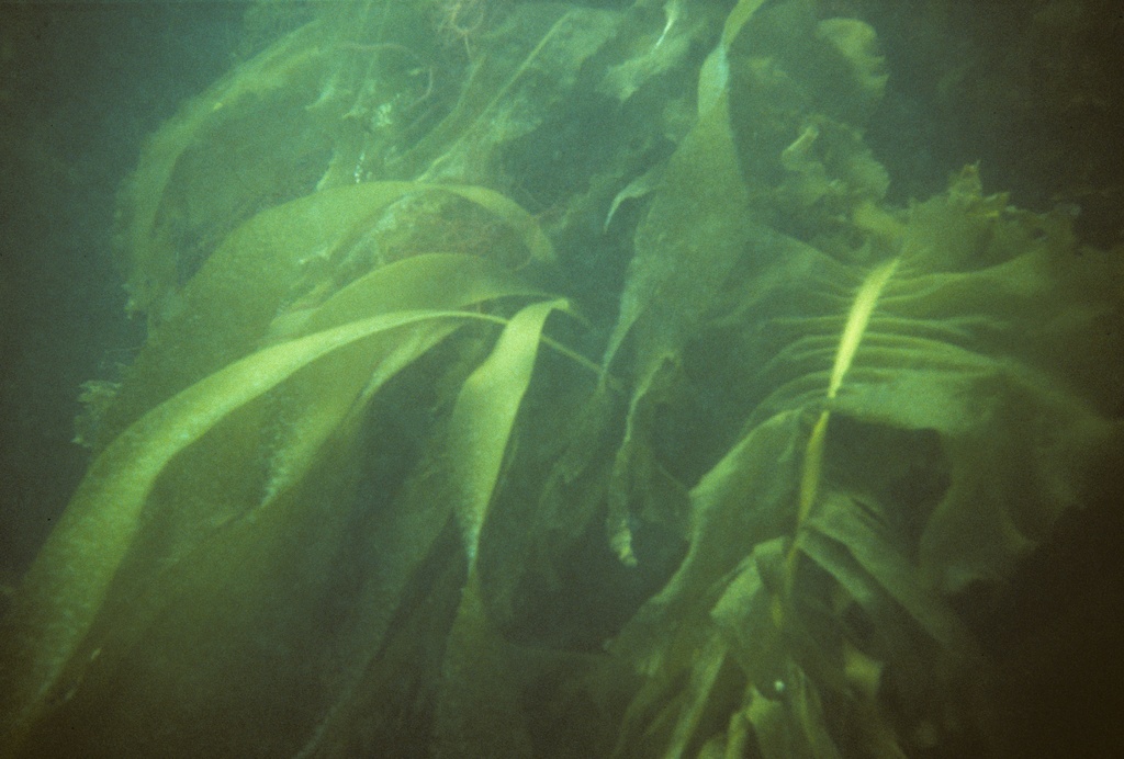 some plants that are in the water near each other