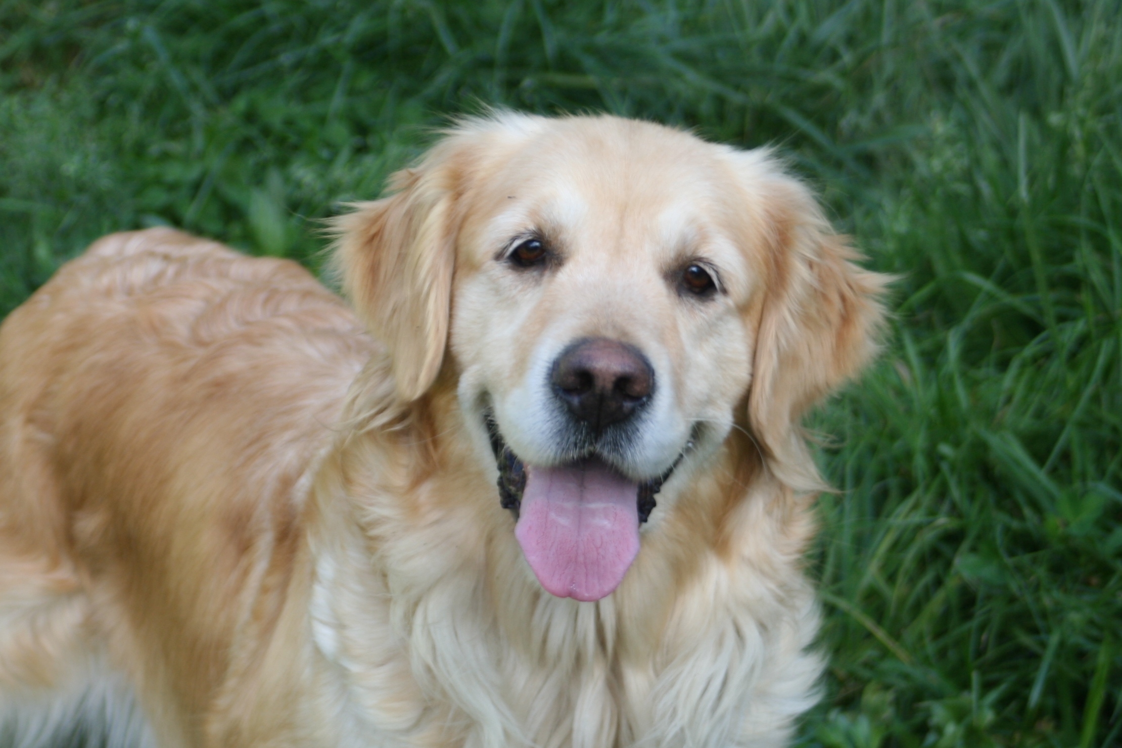 a smiling golden retriever dog sitting in the grass