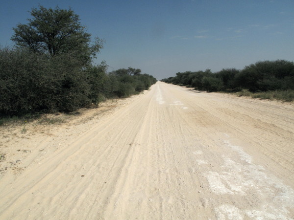 an empty dirt road is seen with trees and scrub brush on either side