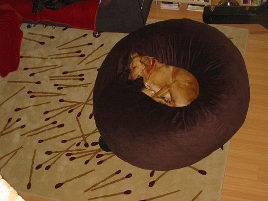 the dog is asleep on a bean bag in the room