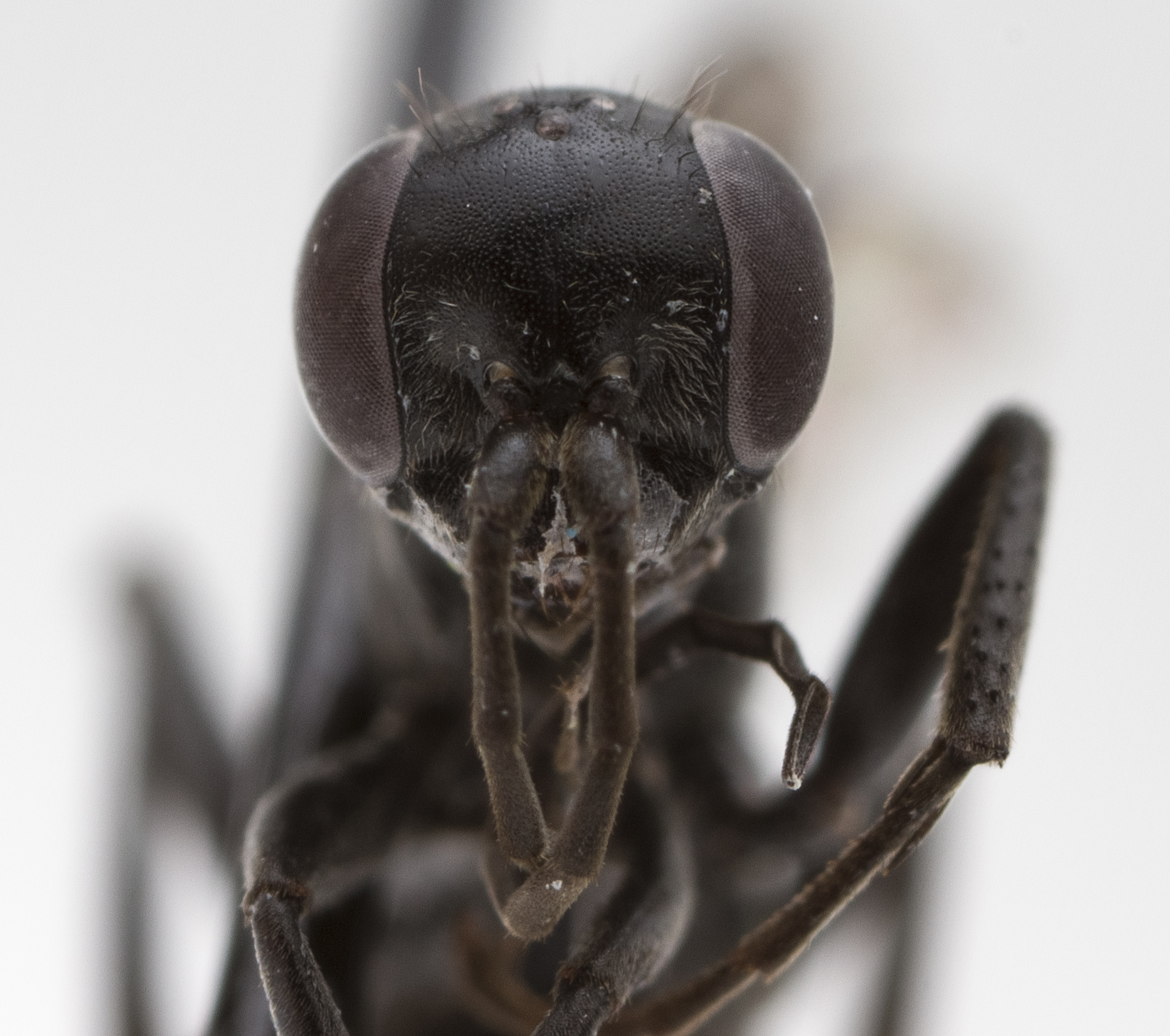 a close up of a bug that has two eyes
