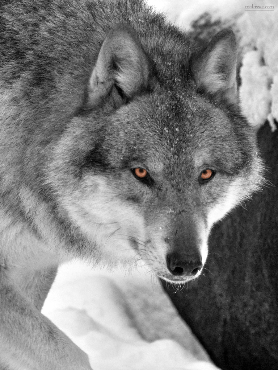 the wolf is pographed close up in a black and white po