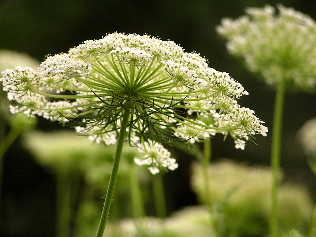 a green and white plant is in the middle of some white flowers