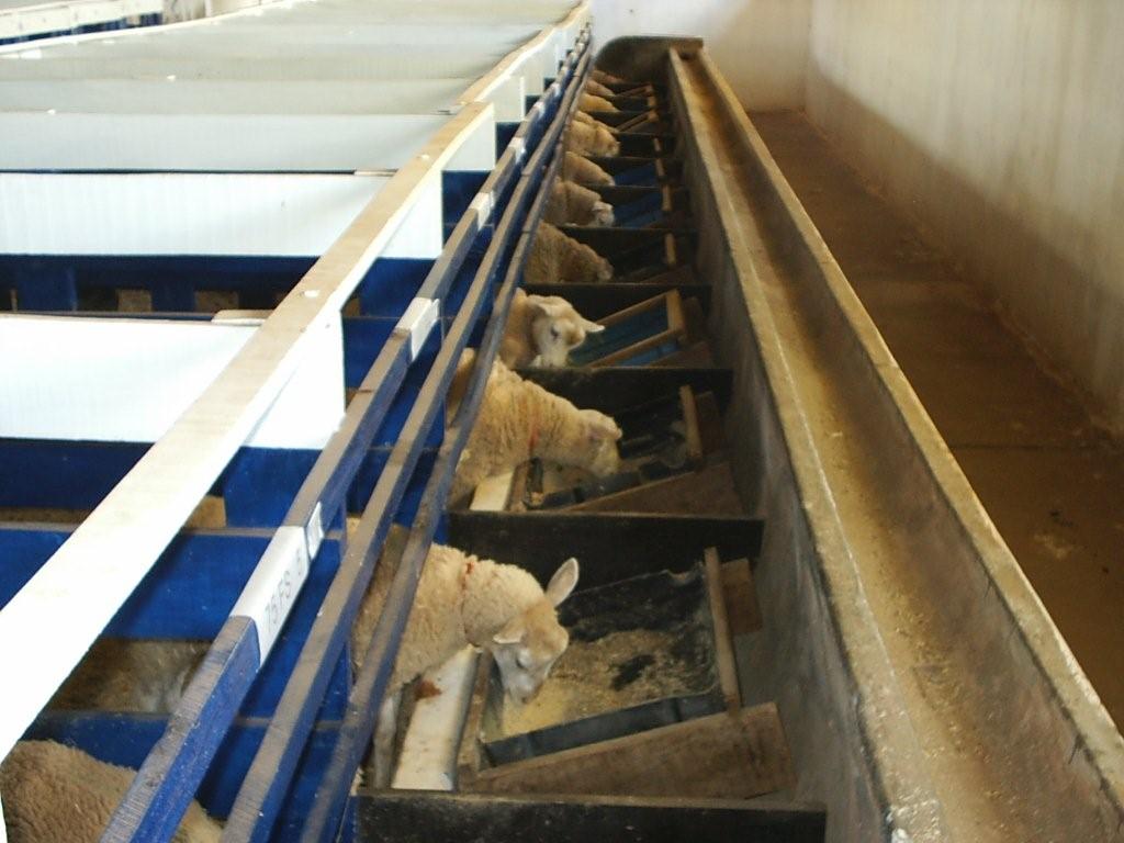 sheep eating hay in pens in a farm