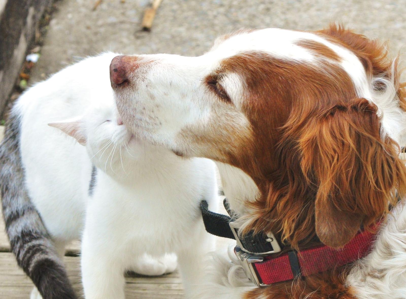 a cat and a dog sharing kisses together