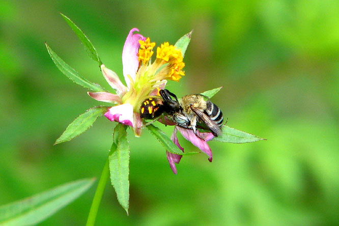 two bees are standing on a pink flower