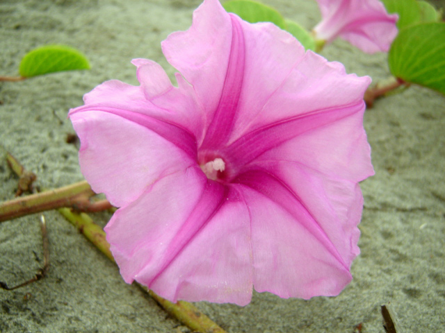 some very pretty flowers in the sand on a sunny day