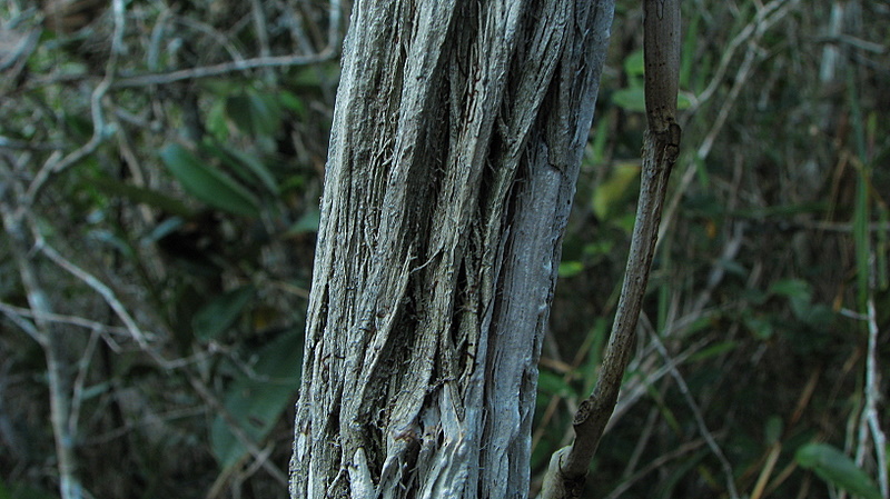 the bark of an old tree with a patch of dirt on it