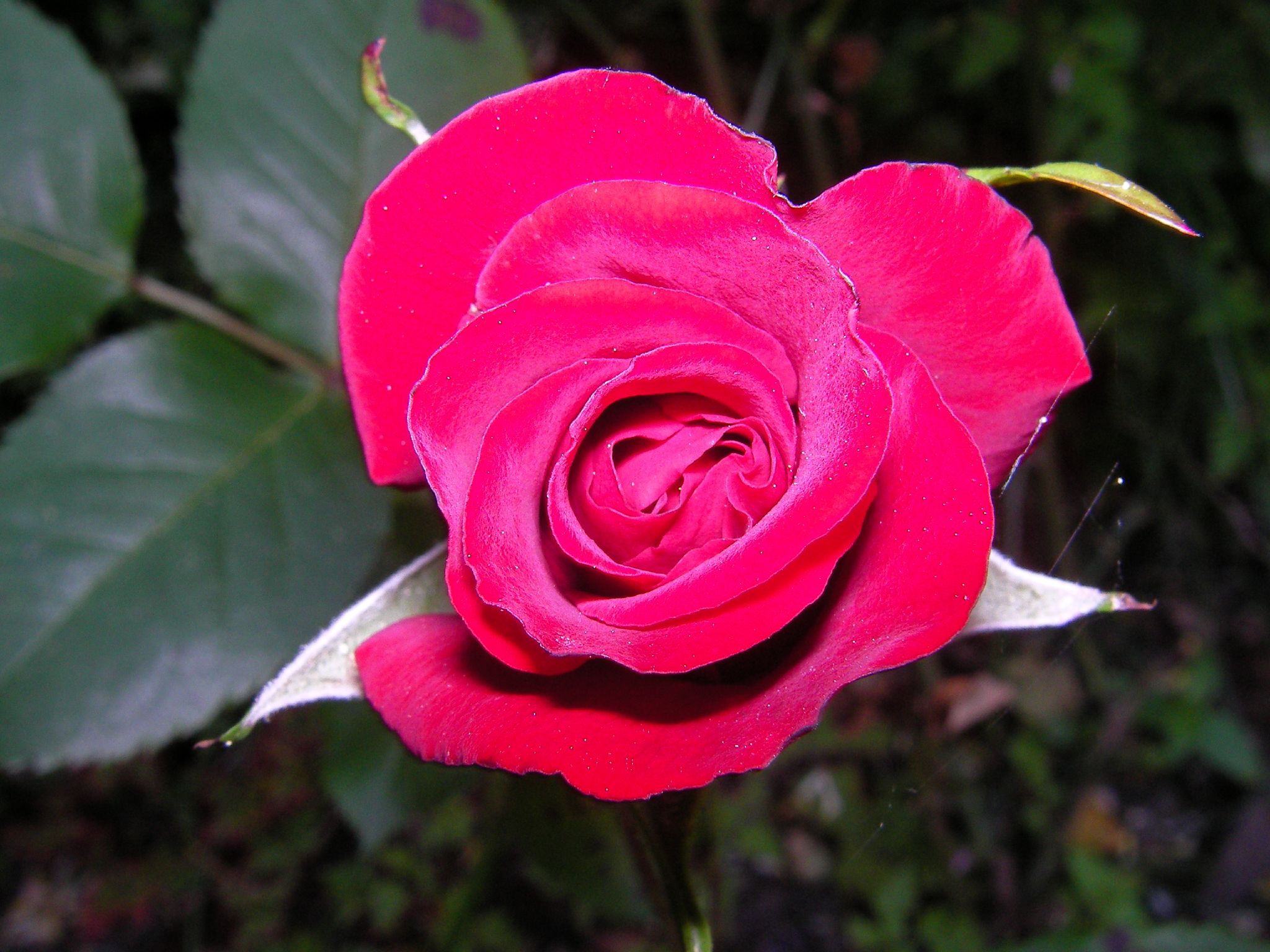 a close up view of a pink rose blooming