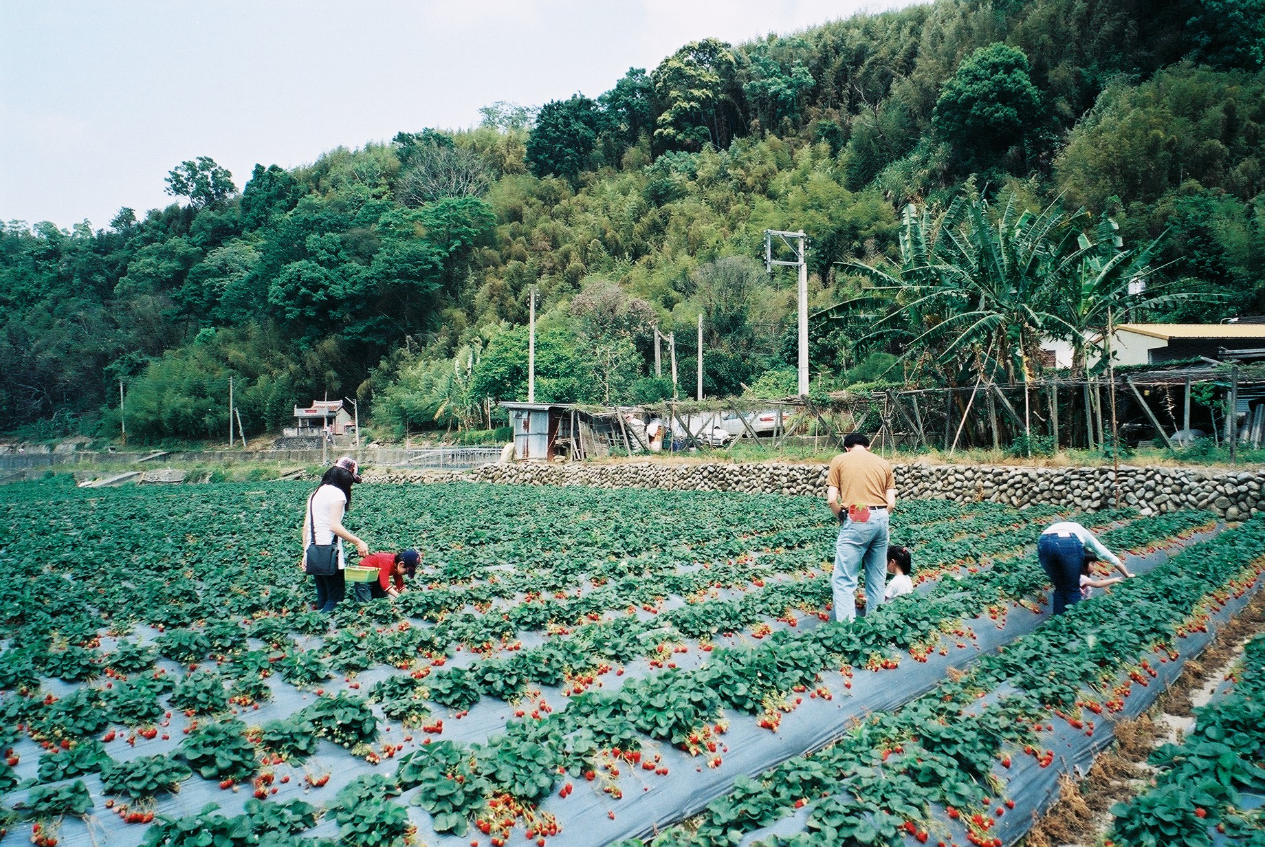 a man standing in a field with three people holding strawberries