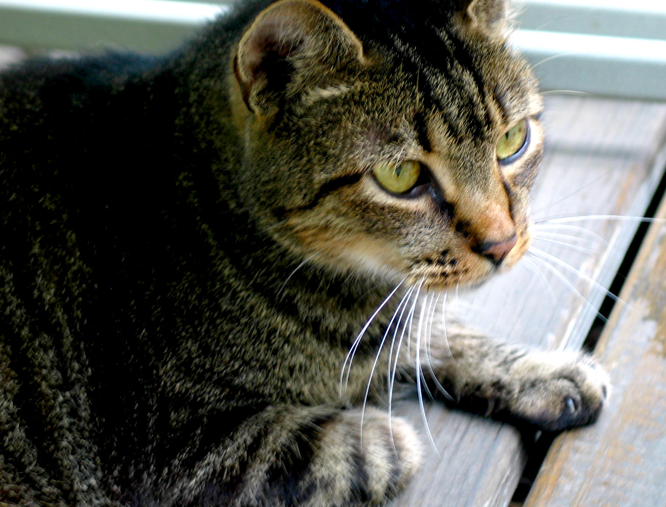 a small cat with a large eye looking to the left