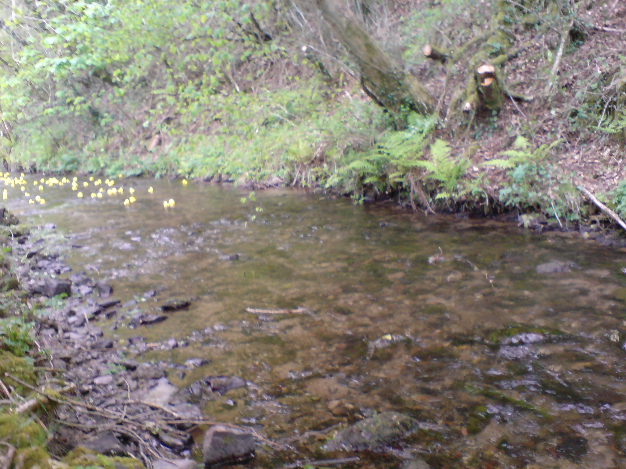 a small stream with rocks and green plants
