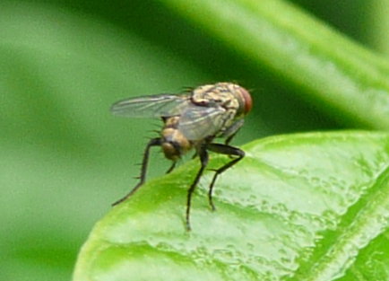 a close up of a fly sitting on top of a green leaf