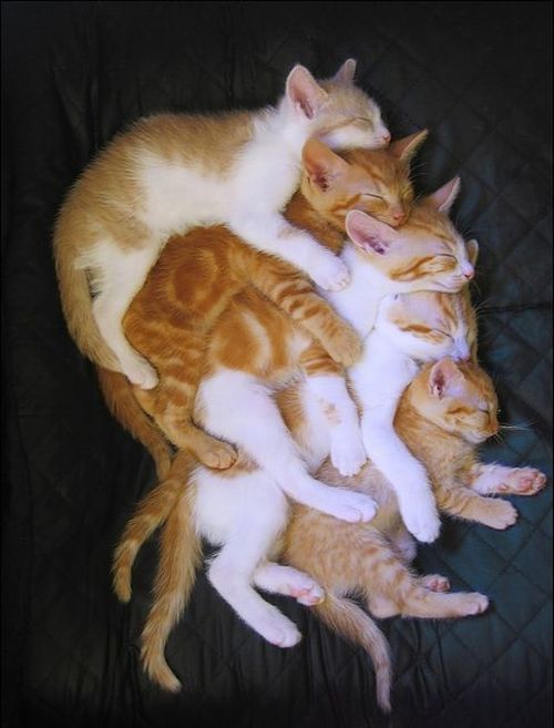 a bunch of cats laying on top of each other