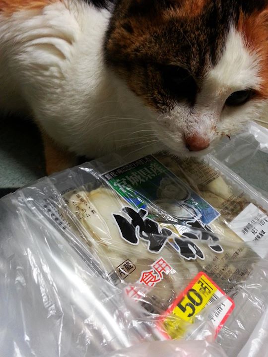 a cat eating soing out of a plastic bag