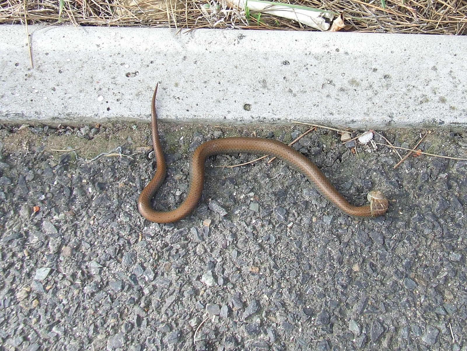 a red - colored snake crawling down the middle of an empty curb