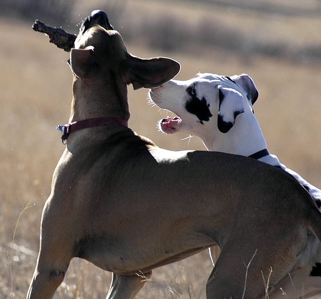 two dogs playing outside in the sun with each other