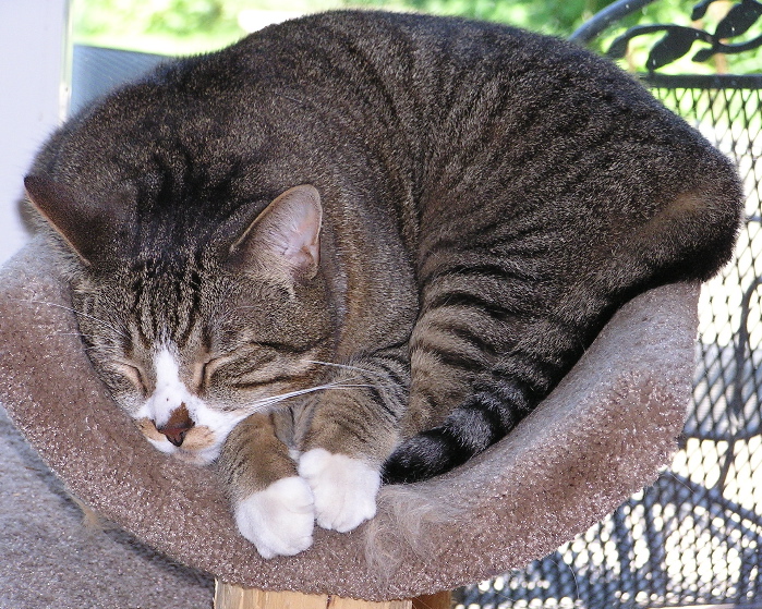 a grey tabby cat laying down in a cat bed