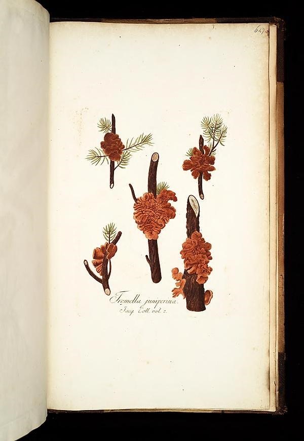 an open book containing eight different types of pine cones