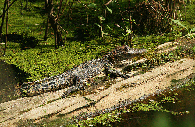 an alligator sits on a piece of tree logs