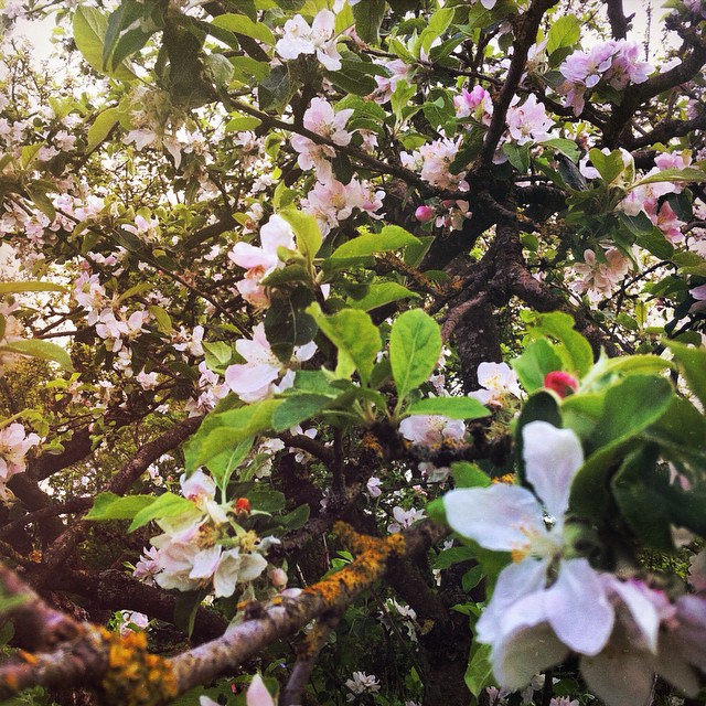 a tree filled with lots of flowers next to a green bush