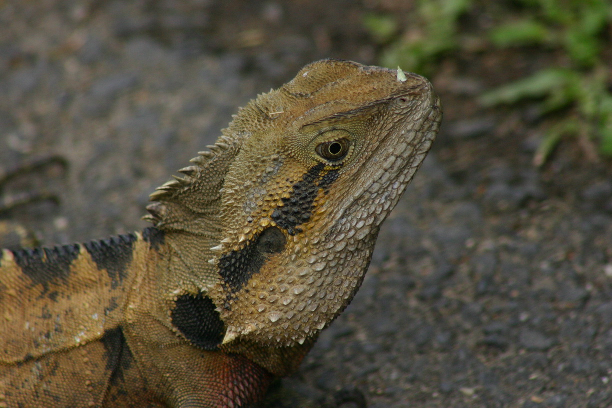 close up s of an iguana sitting on the ground