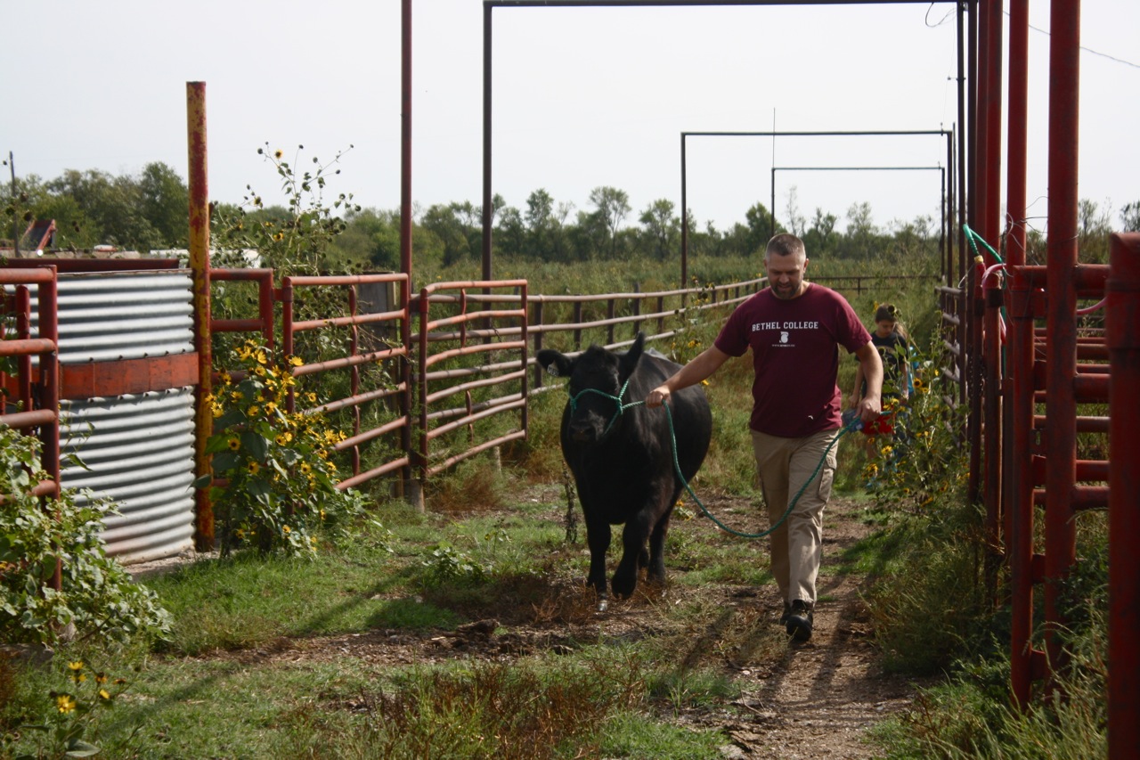 a man walking along side of a black cow
