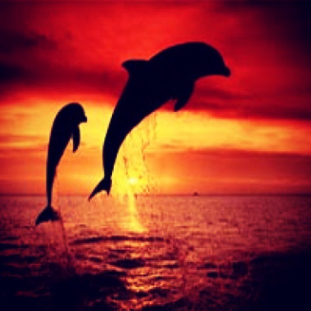 two dolphins jumping out of the ocean at sunset