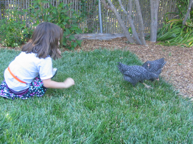 a little girl playing with a black chicken on the grass
