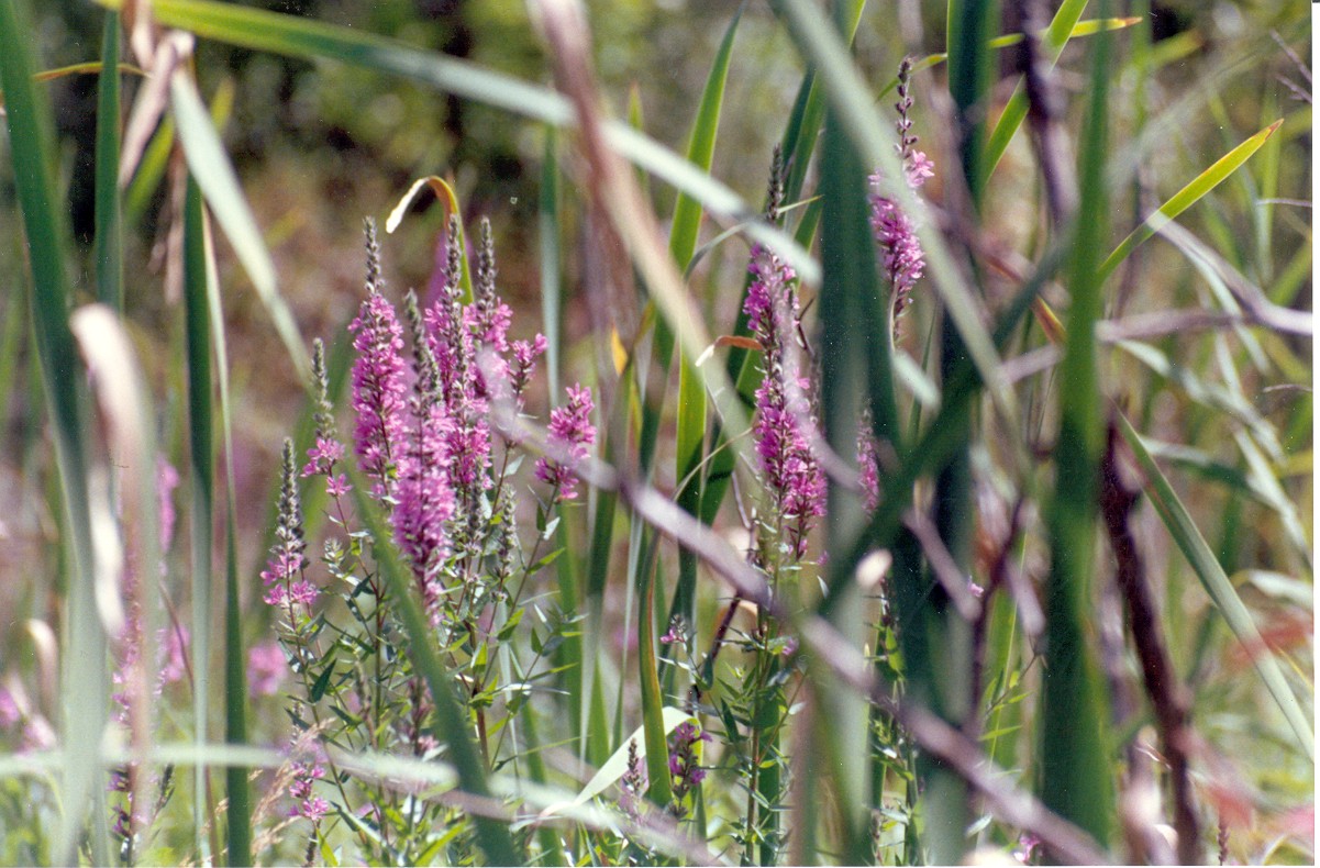 flowers are shown in the foreground with tall grass in the background