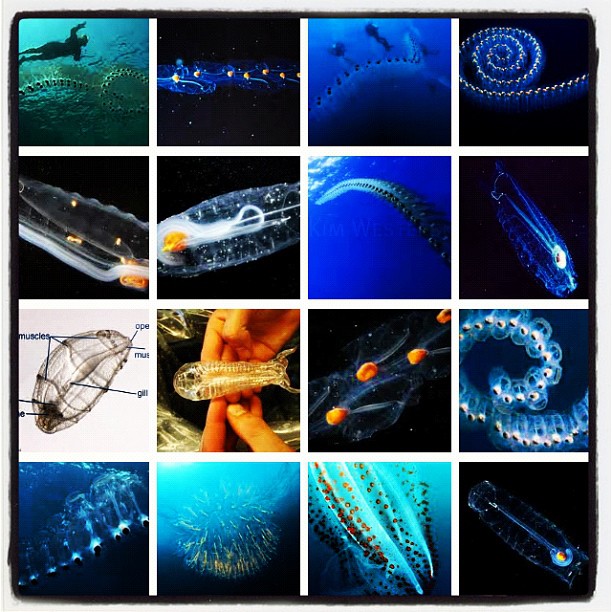 a collage of various pictures showing a large squid and small octo, while the smaller one is also showing lightening it