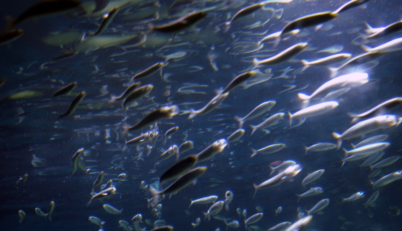 an overhead s of a large school of fish
