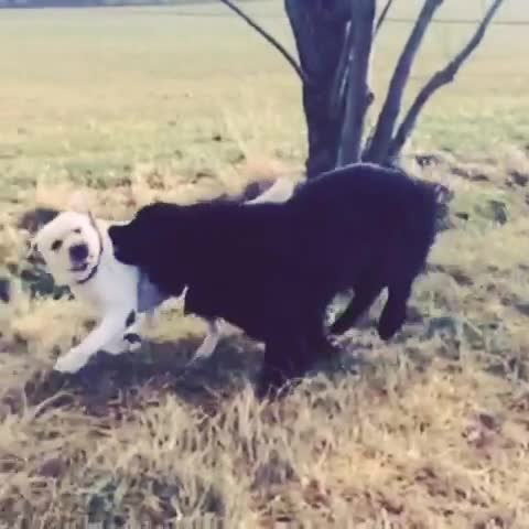 the dog and cat are playing with each other