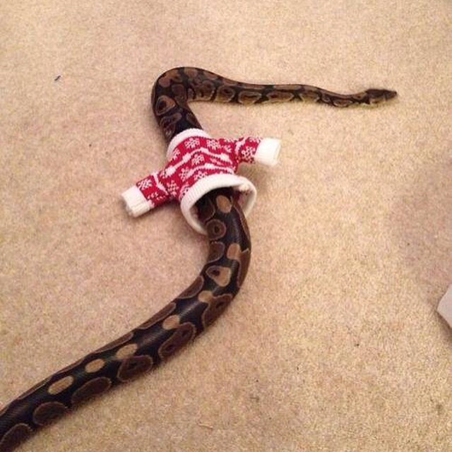 a very large snake laying on the floor wearing a hat